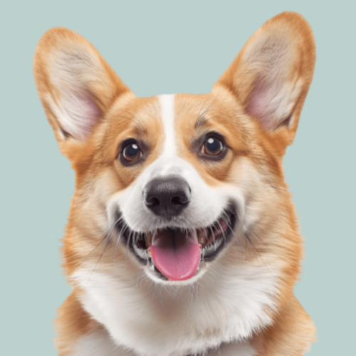 Boutique pour chiens